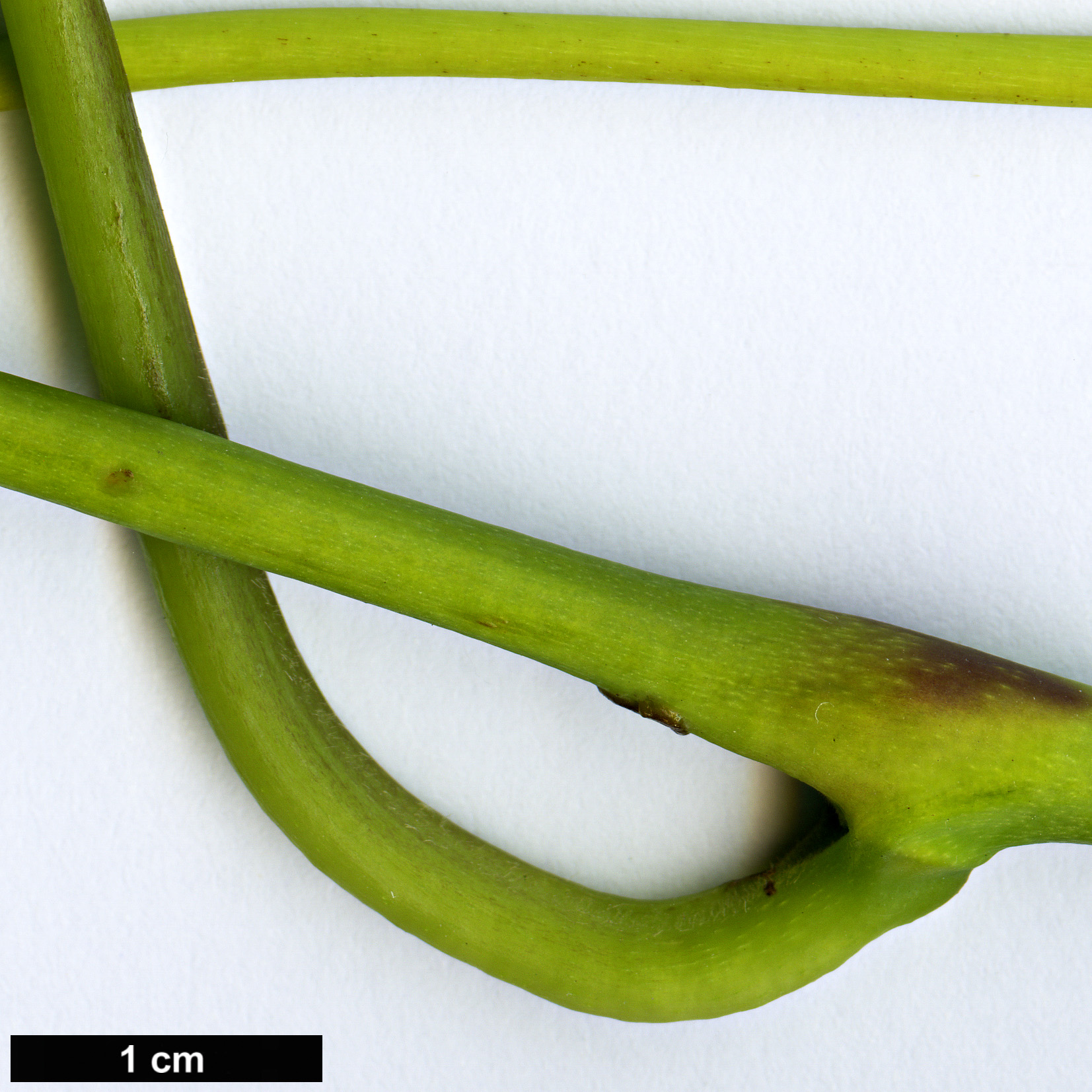 High resolution image: Family: Aristolochiaceae - Genus: Aristolochia - Taxon: manshuriensis